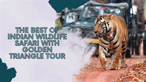 The Best Of Indian Wildlife Safari With Golden Triangle Tour