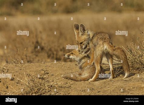 Desert Fox Pups Playing Stock Photo - Alamy