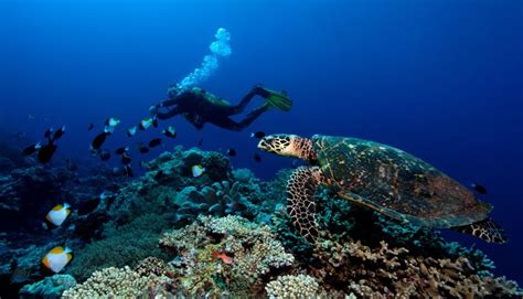 Apo Reef Natural Park - ATBP