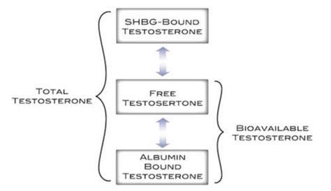 Testosterone Blood Test Results Explained, Understand Test Result