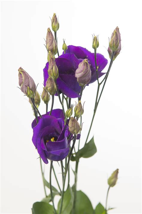 Lisianthus, Purple - Jacksonville Flower Market