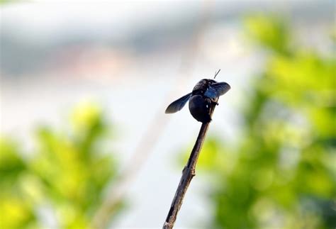 Understanding the Black Carpenter Bee | EnviroCon