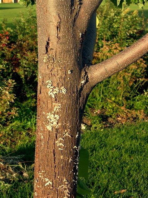 Fungus on trees - Gardening at USask - College of Agriculture and Bioresources | University of ...