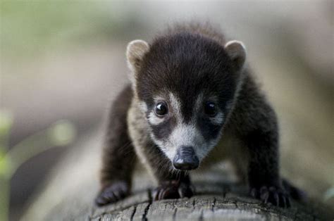 White-Nosed Coati Cub