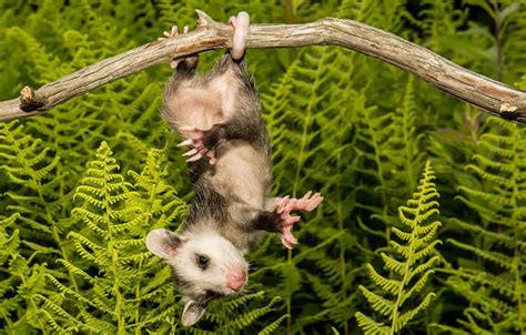 Opossum - WWF Deutschland | North american animals, Opossum, Baby opossum