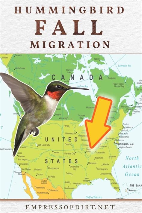 2024 Fall Hummingbird Migration (Canada & United States) — Empress of Dirt