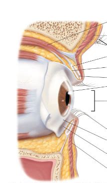 Retina anatomy diagram Diagram | Quizlet