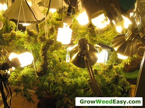 Diy Cfl Grow Light Fixture - Paulmann Plant Lamps Plant Lighting Grow ...