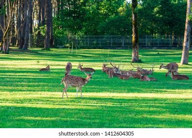 223 Baby Deer Laying Down Images, Stock Photos & Vectors | Shutterstock