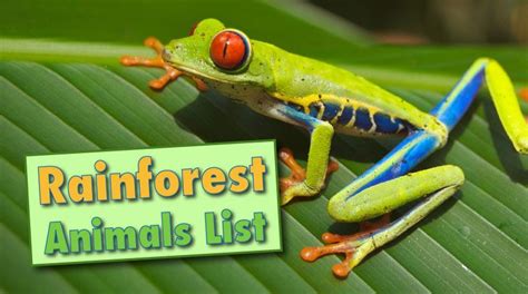 Rainforest Animals List With Pictures & Facts, Free Printable Worksheet ...