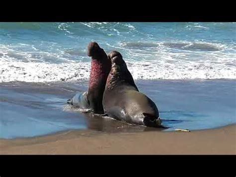 Elephant Seal Fight 01-14-2017 - YouTube