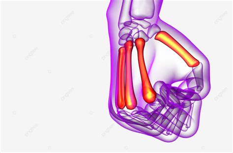 Metacarpal Bone Illustrated In 3d Rendering For, Hand, Bone, Tendon PNG Transparent Image and ...