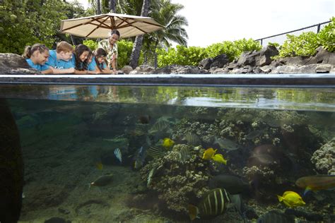 Waikiki Aquarium - Third oldest aquarium in the U.S. | Only In Hawaii