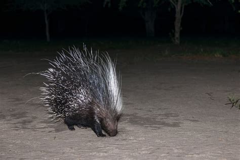 10 Fascinating Porcupine Facts - Get Familiar Without Getting Pricked