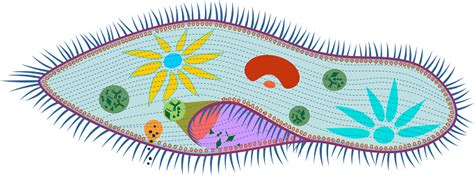 Structure Of Paramecium Caudatum Stock Illustration - Download Image ...