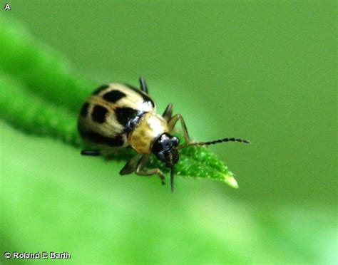 BEAN LEAF BEETLE - Fontenelle Forest Nature Search : Fontenelle Forest Nature Search