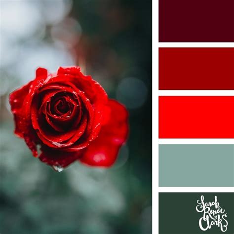 Red rose // 25 Floral Color Palettes - Sarah Renae Clark - Coloring Book Artist and Designer