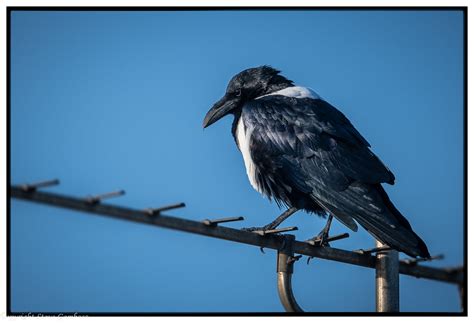 Pied Crow | Pied Crow seen at Flamborough Head area. (1273) | steve ...