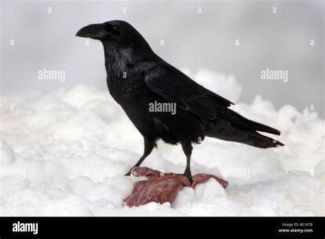 Raven Corvus corax Stock Photo - Alamy