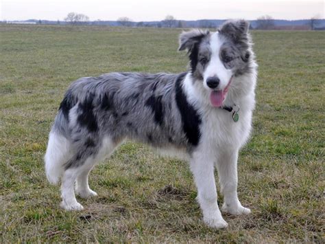 Border collie blue merle #bordercollie | Border collie blue merle, Dog ...