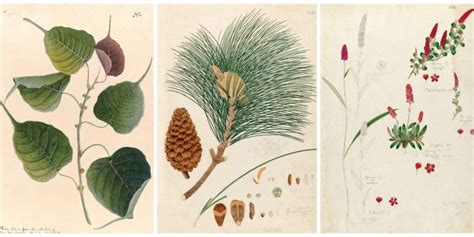 In Illustrations: Tracing India's Long History of Striking Botanical Art