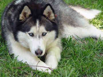 About Dog Alaskan Husky: Training Your Alaskan Husky to Listen to You