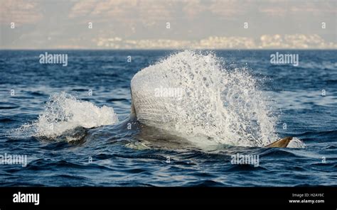 Great White Shark (Carcharodon carcharias) attack Stock Photo - Alamy