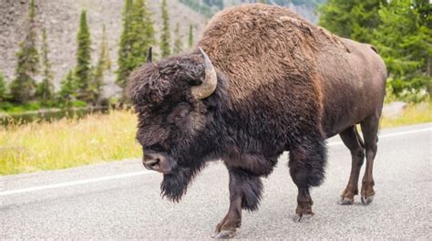 Bison at Yellowstone National Park Traps Tourist in Bathroom - Men's Journal