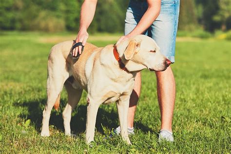 Dog Dander: The Ultimate Guide For Managing Dog Allergies