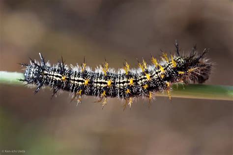 42 Caterpillars in California (Pictures and Identification)