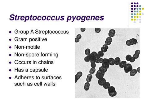 Streptococcus Pyogenes Characteristics