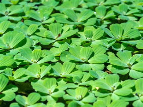Water Lettuce Pond Plants - How To Grow Water Lettuce