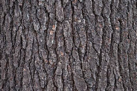 Free picture: oak, nature, tree, wood, texture, pattern, bark, dry, outdoor