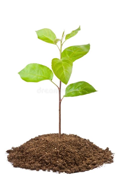 Green Sapling of Apple Tree Stock Photo - Image of leaf, growth: 22206898