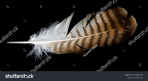 143,076 Hawk Feathers Images, Stock Photos & Vectors | Shutterstock