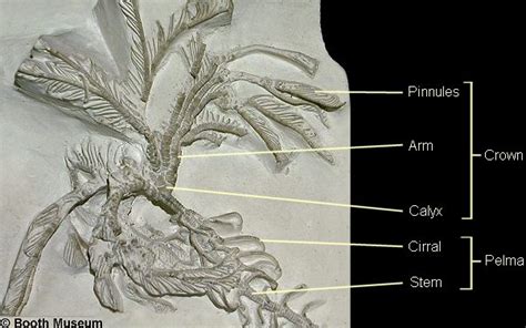 CRINOID TERMINOLOGY