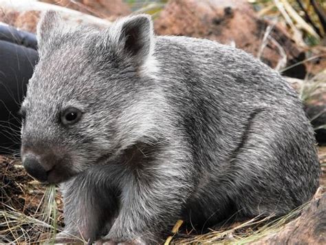 Wombat Facts - Animal Facts Encyclopedia