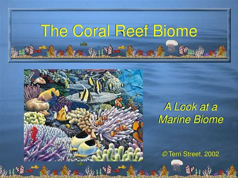 PPT - The Coral Reef Biome PowerPoint Presentation - ID:53453