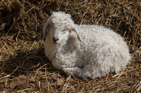 The Color Gray – Colored goats