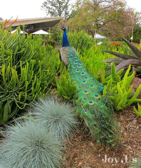 Plants & Peacocks at the Los Angeles Arboretum & Botanic Garden