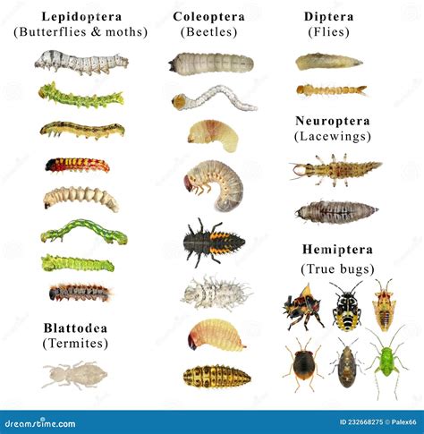 Larvae Identification