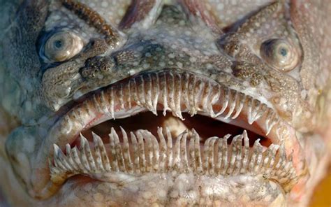 Top 10 Terrifying creatures that live in the deepest and darkest part of the ocean - ViewKick