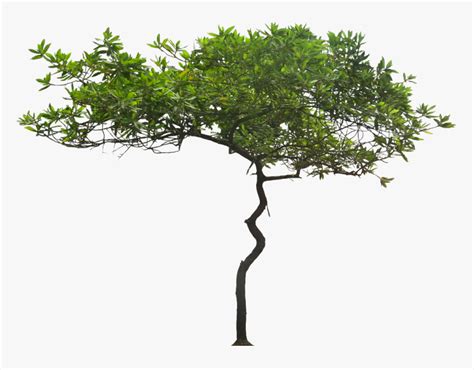 Free Png Png Kukui Tree Png Images Transparent - Acacia Tree ...