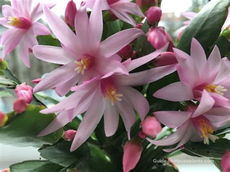 Easter Cactus Plant Care: How to Grow Hatiora gaertneri Houseplants