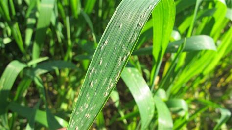 DMI resistance in wheat powdery mildew confirmed for first time - Grain Central