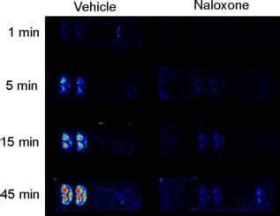 Receptor Autoradiography Services - Gifford Bioscience