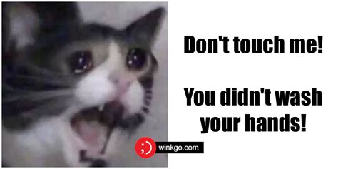 29 Funny Crying Cat Memes Will Make You All Warm and Fuzzy