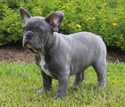 Blue Brindle French Bulldog Puppies - Lindor French Bulldogs For Sale ...