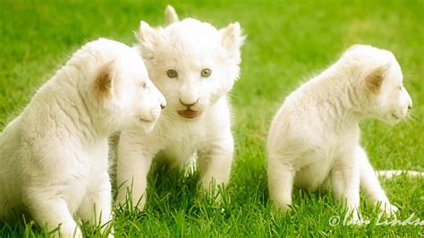 Baby White Lion High Definition Wallpaper 18663 - Baltana