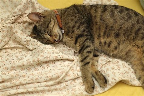 Tabby Cat Facts | ASPCA® Pet Health Insurance
